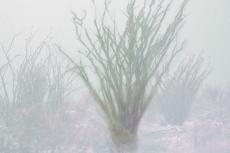 sandstorm view without thermal imaging glasses